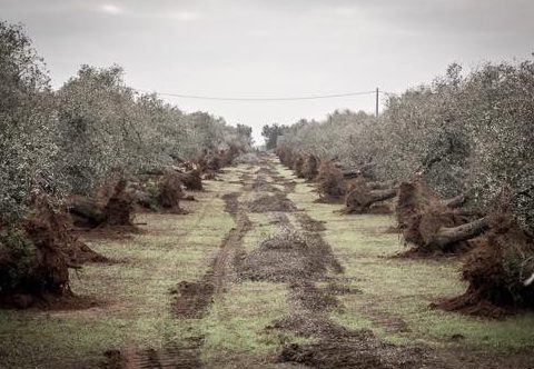 Mamma Guru: La vita umana non può essere appesa ad un filo...