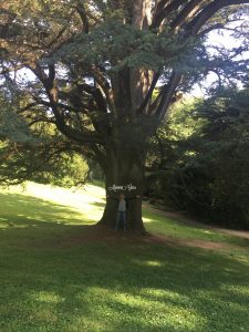 Mamma Guru: Abbracciare gli Alberi ed i suoi molteplici benefici