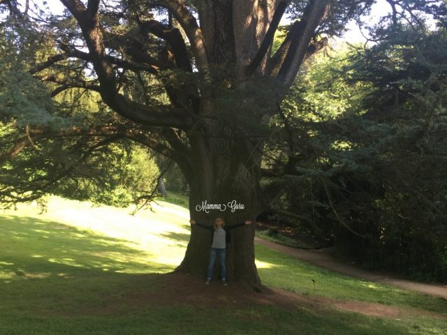 Mamma Guru: Abbracciare gli alberi fa bene