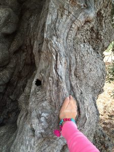 Mamma Guru: Abbracciare gli Alberi ed i suoi molteplici benefici