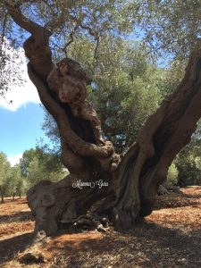 Mamma Guru: Abbracciare gli Alberi ed i suoi molteplici benefici