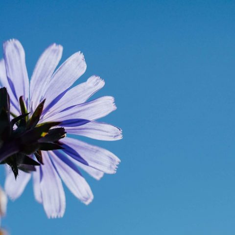 Cosa sono i fiori di Bach