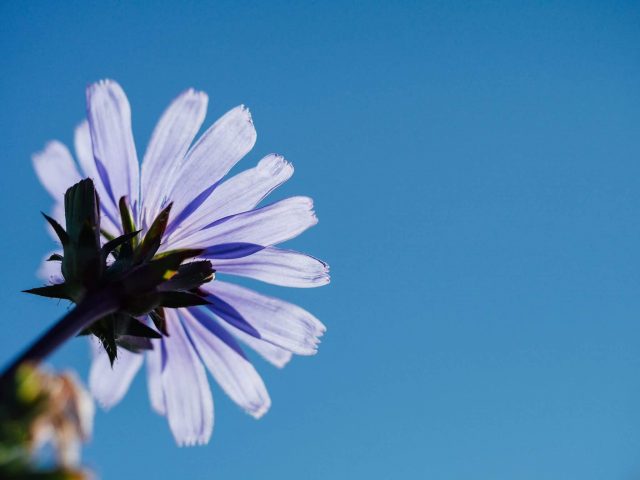 Cosa sono i fiori di Bach