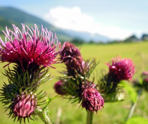 Rimedi Fitoterapici per prepararsi all'inverno