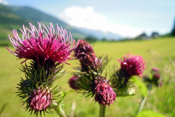 Rimedi Fitoterapici per prepararsi all'inverno