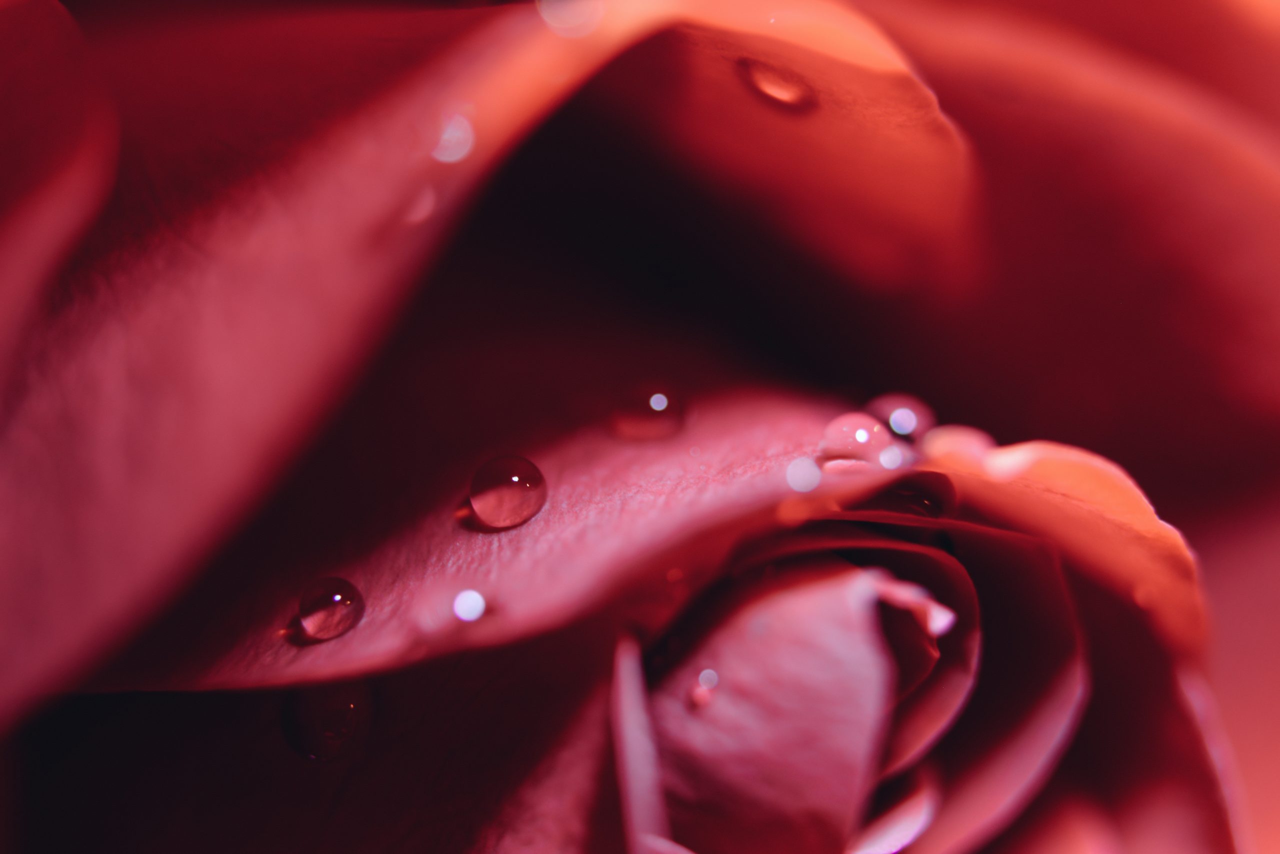 Photo by Tj Holowaychuk on Unsplash