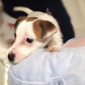 Jack Russell e bambini 