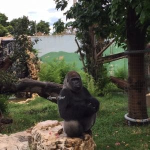 Zoosafari di Fasano il Parco Faunistico Family Friendly