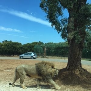 Zoosafari di Fasano il Parco Faunistico Family Friendly