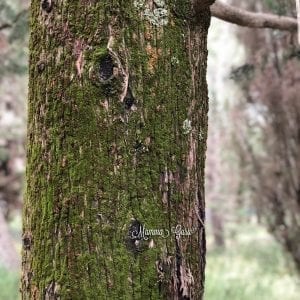 Shinrin Yoku: il mio speciale bagno nella foresta 